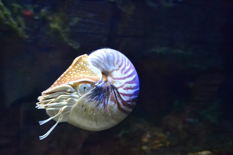 living nautilus swimming