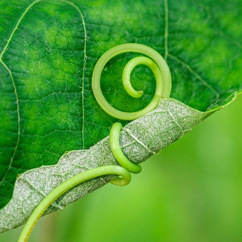 vine wrapping around edge of leaf