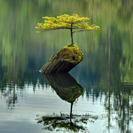 tree growing on end of dead log in middle of lake