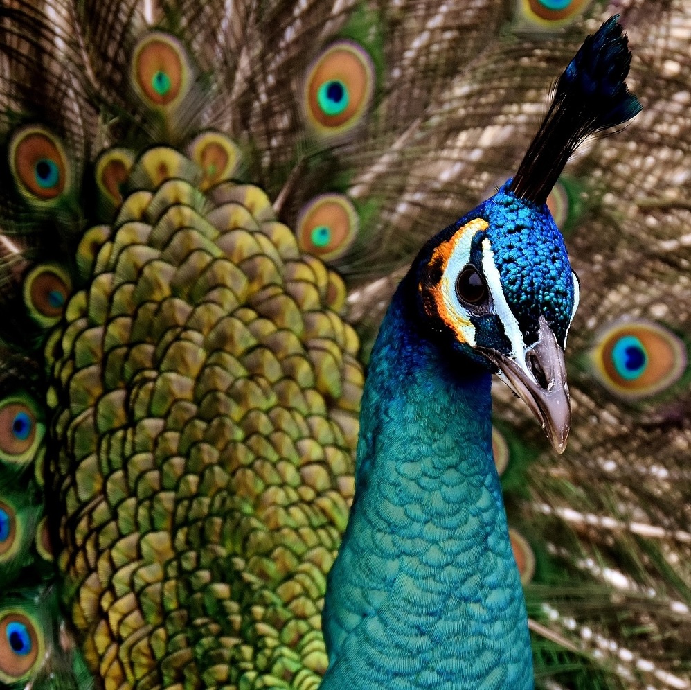 close-up of peacock face with feathers behind